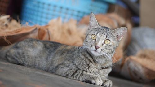 Close-up portrait of cat