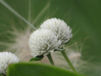 Close-up of white flowering plant