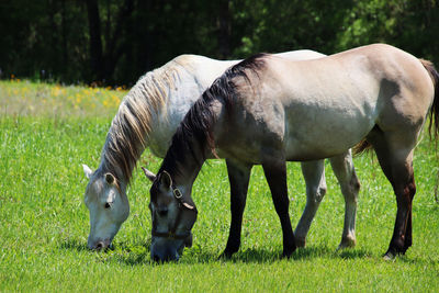 Horses grazing in a field