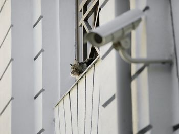 Close-up of cat in window