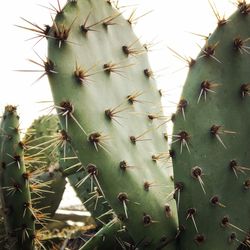 Close-up of prickly pear cactus on field