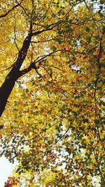 Low angle view of maple tree