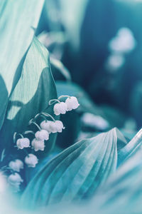 Close-up of white flowering plant