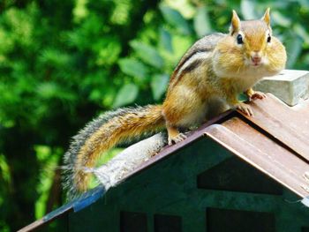 Close-up of squirrel