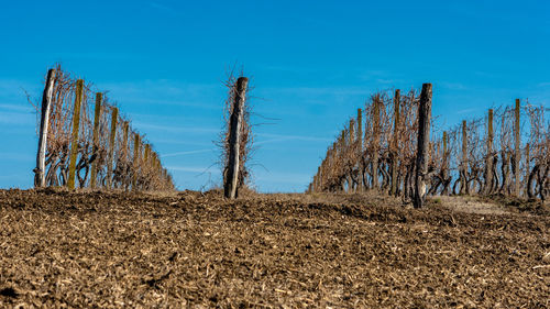 Plants growing on land against blue sky