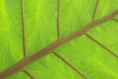 Full frame shot of green leaf