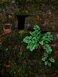 Plants growing on a tree