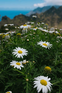 flowering plant