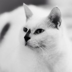 Close-up portrait of cat