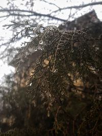 Close-up of frozen plant during winter