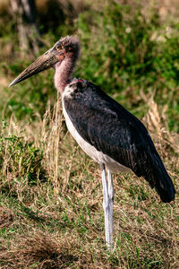 Close-up of a bird