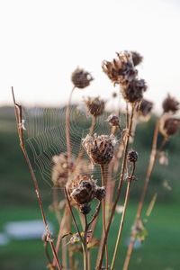 Close-up of spider web on dried plant