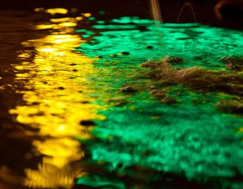 Close-up of jellyfish in water