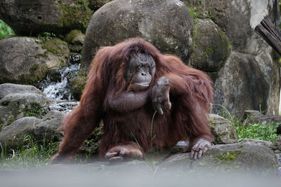 Monkey sitting on rock in zoo