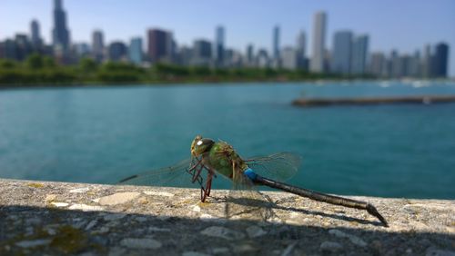 Close-up of dragonfly on retaining wall by lake michigan