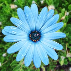 Close-up of purple flowers blooming