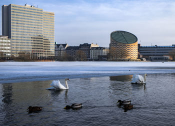 Swans swimming on lake in city against sky