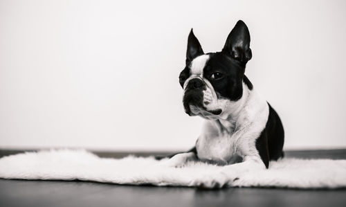 Close-up of a dog looking away