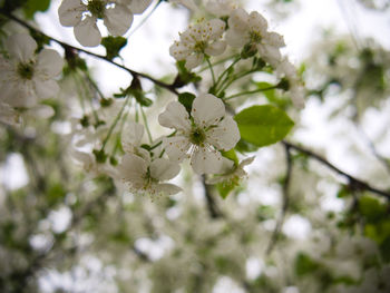 Low angle view of cherry blossoms on tree