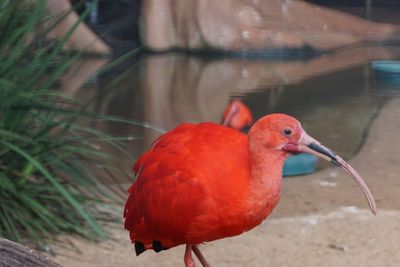 Close-up of bird perching