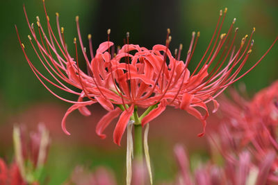 Close-up of red flowering plant