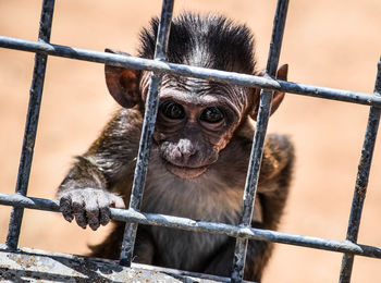 Portrait of infant monkey in cage at zoo