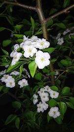 Close-up of white flowering plant