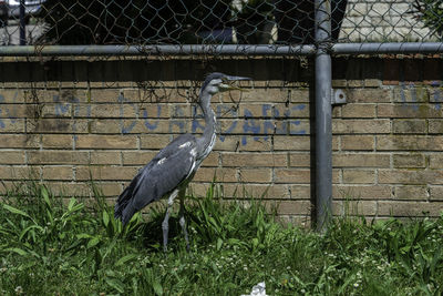 Bird perching on a fence