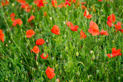 Close-up of red poppy flowers growing on field