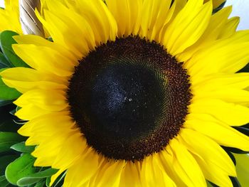 Close-up of sunflower blooming outdoors