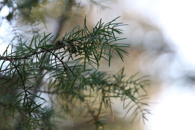 Close-up of pine tree branch