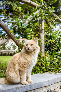 Portrait of cat sitting on tree