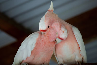 Close-up of bird