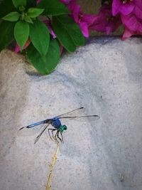 Close-up of insect on plant