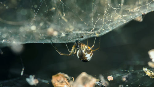 Close-up of spider on web