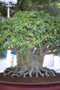 Close-up of tree trunk