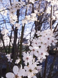 Close-up of white cherry blossoms in spring