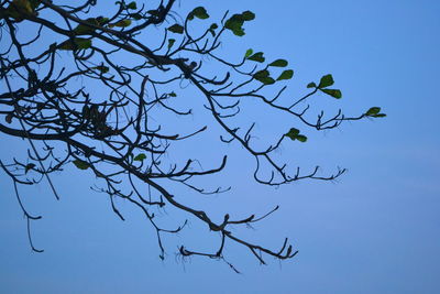 Low angle view of bare tree against clear blue sky