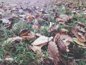 Close-up of leaves on field