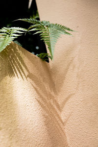 Close-up of plant tied up on paper