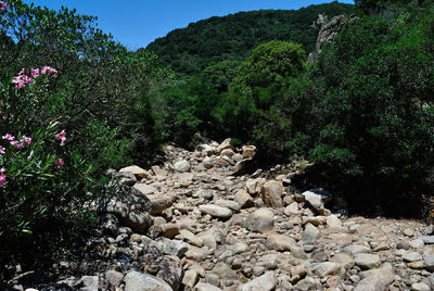 View of rocks in forest