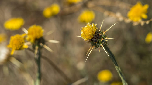 Close-up of honey bee on yellow flower