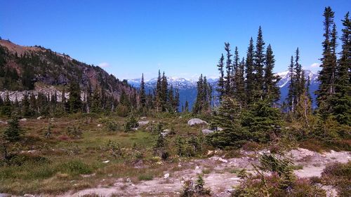 Scenic view of landscape against clear blue sky