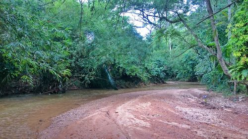 Scenic view of trees against sky