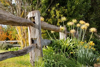 Close-up of tree trunk by lake