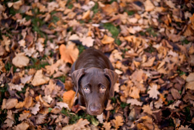 High angle portrait of a dog on dry leaves