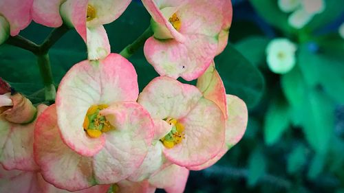 Close-up of pink fruits growing on plant