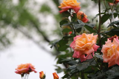 Close-up of orange flowering plants