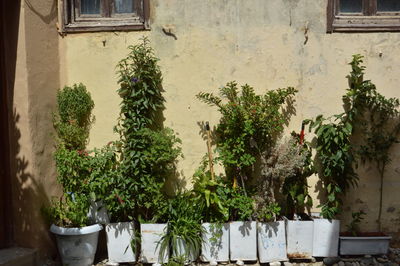 Potted plants against building