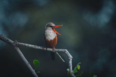 Close-up of bird perching on branch